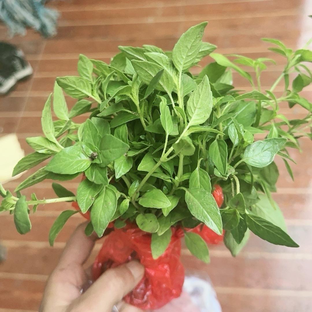 在电线杆上多嘴