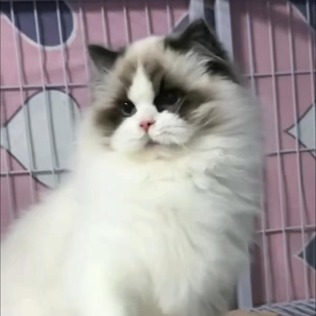 屿见猫研社🐱