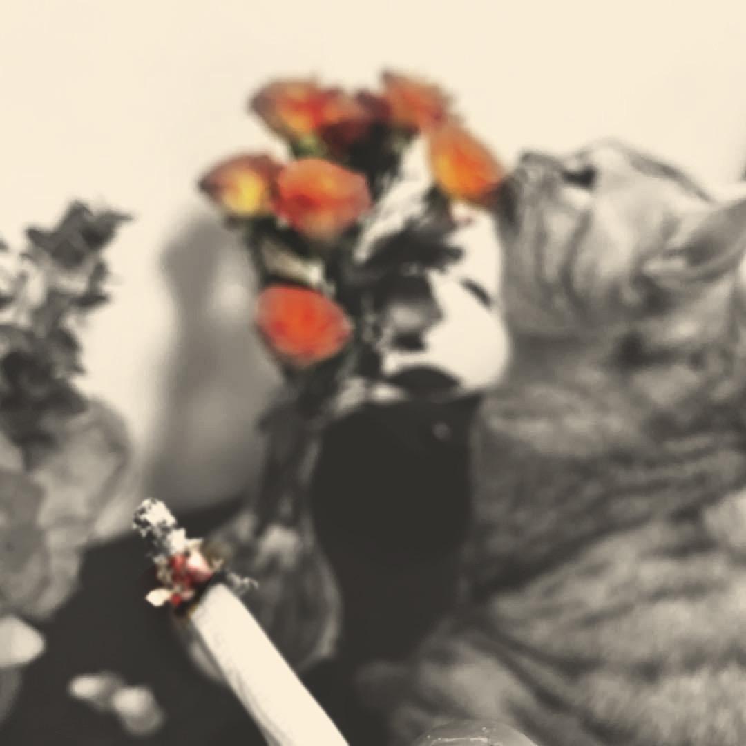 屁股有火别cue我