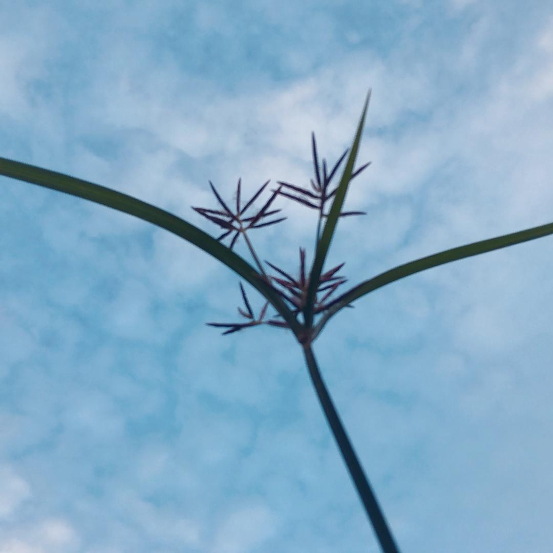 💋初⊰夏凉✡人💋