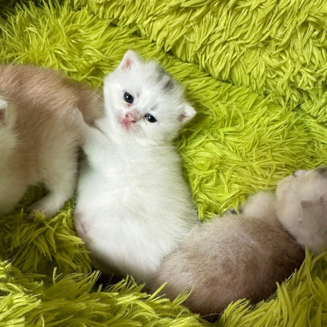 小猫多余乐