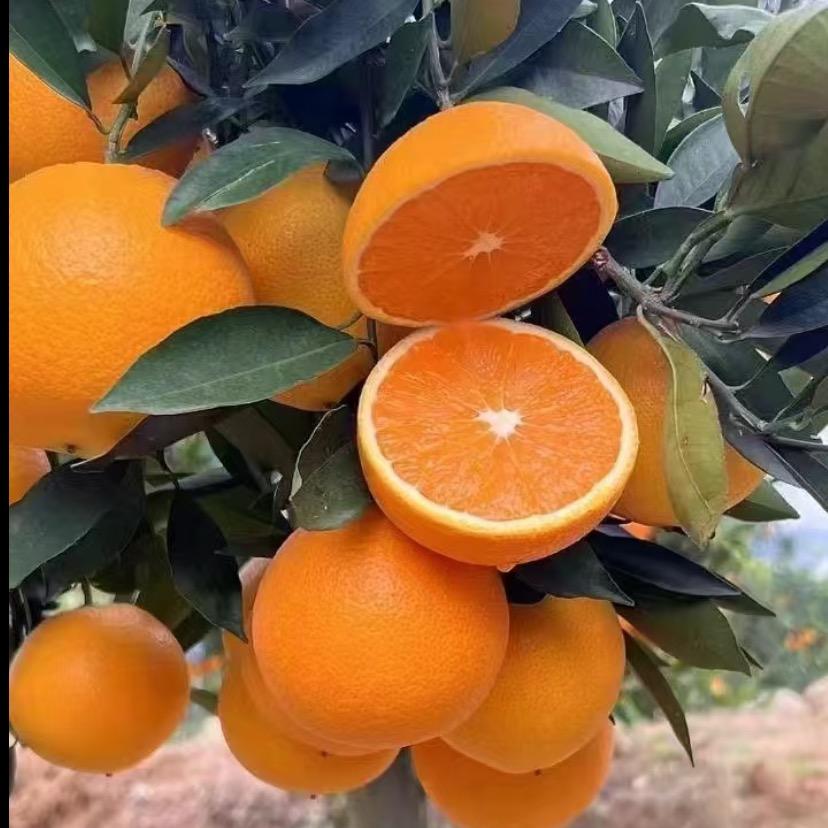 果💫冻🍊橙