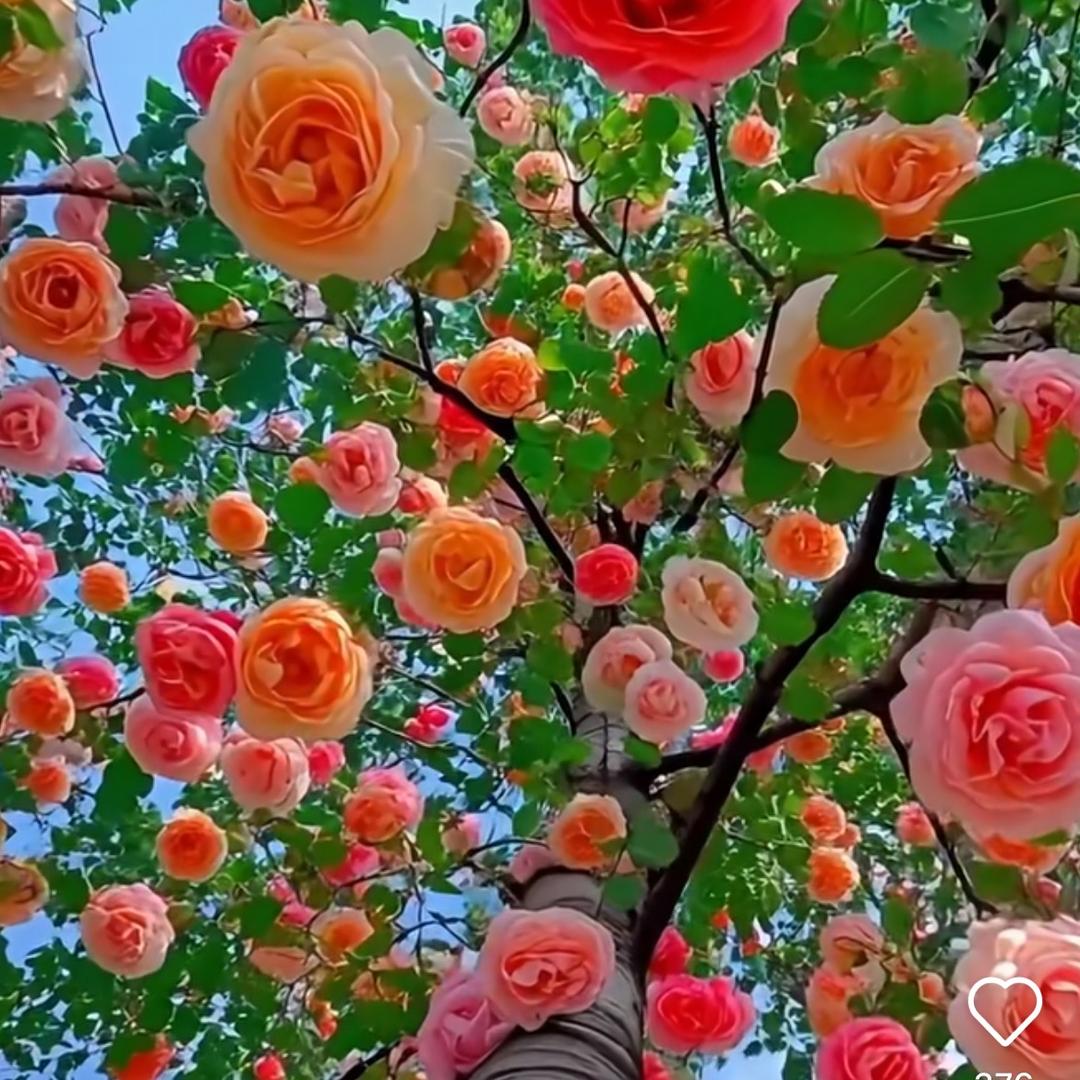 杭州印象高定女装～