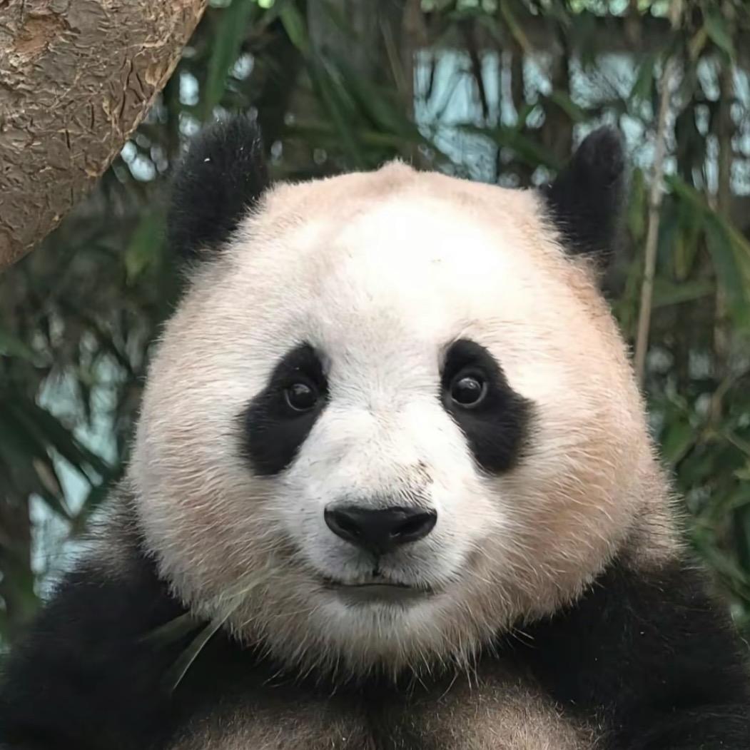 暮雪薇尘