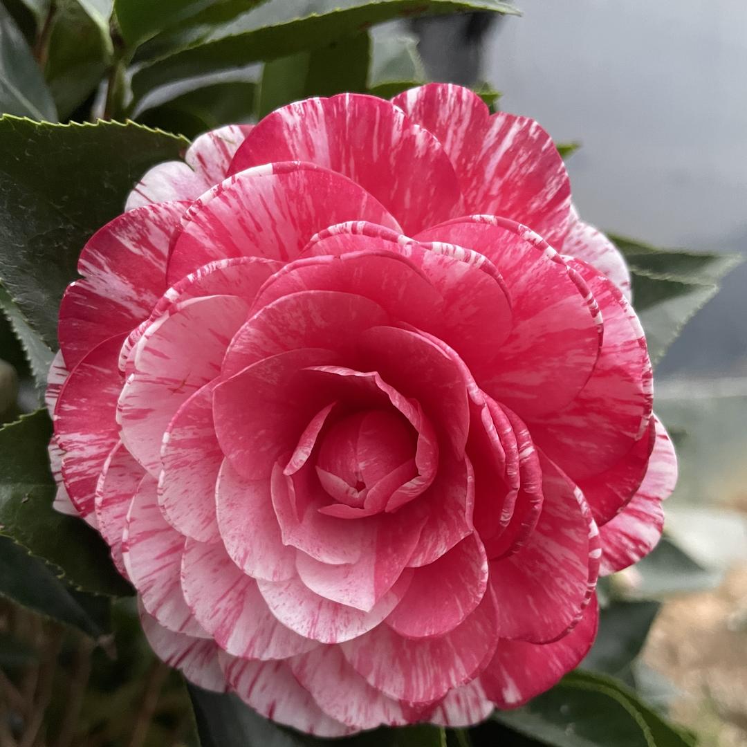 如意花卉臻选阁