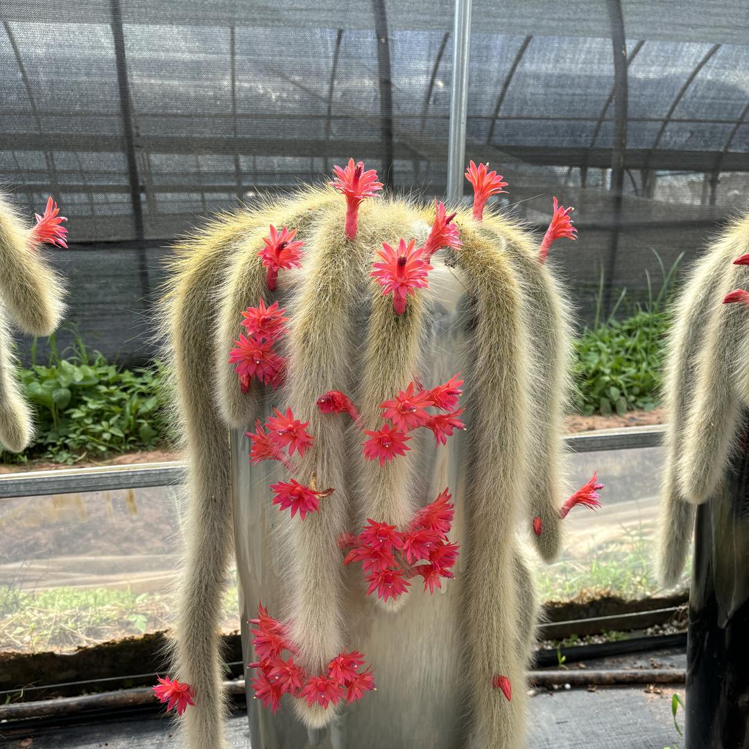 风吹梧桐树