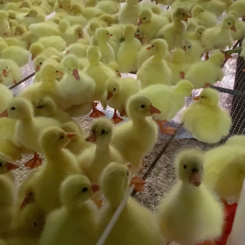 万州小鹅脱温场