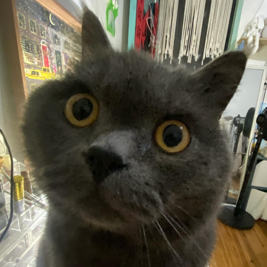 斯比是只猫（见过十个勤天版）