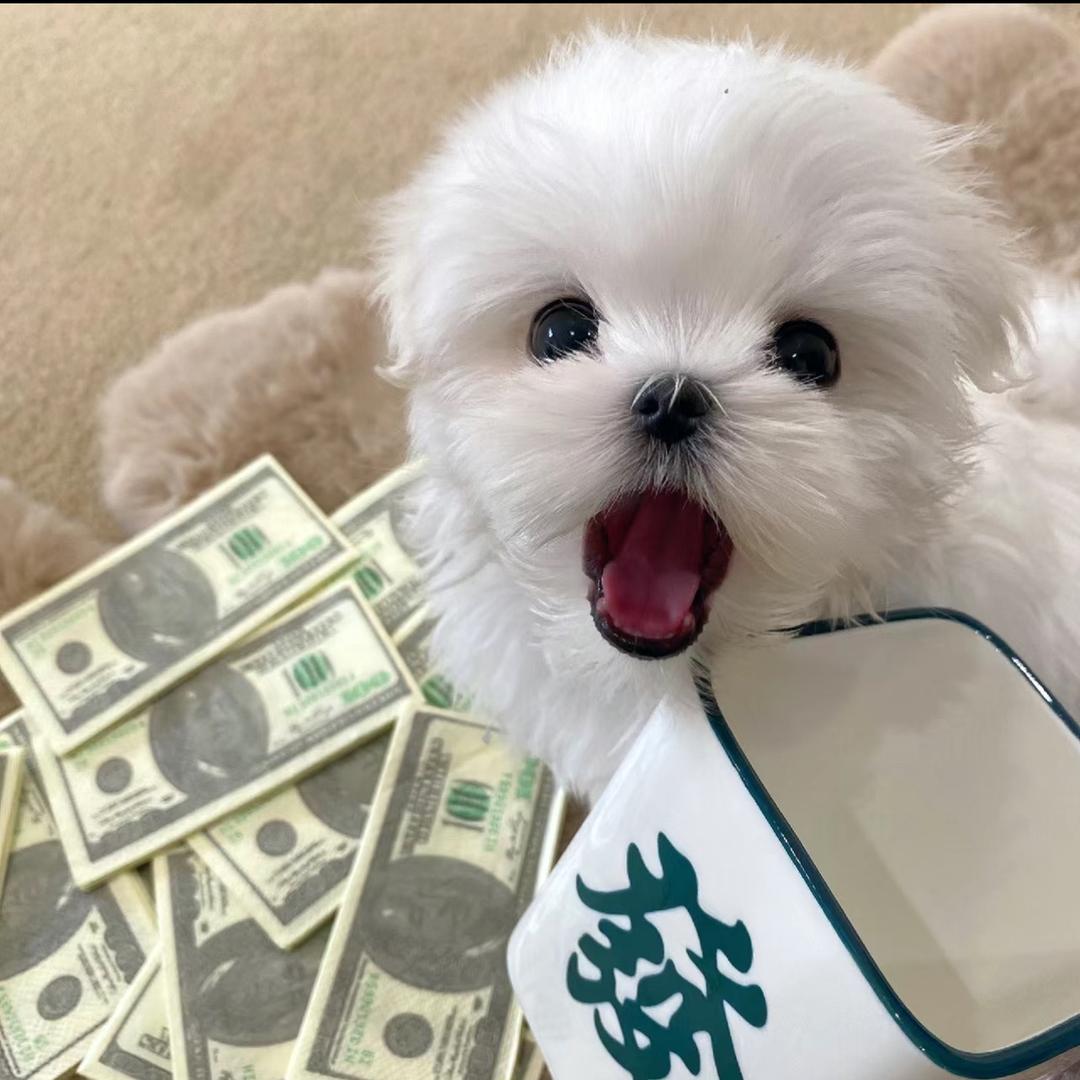 发财粒
