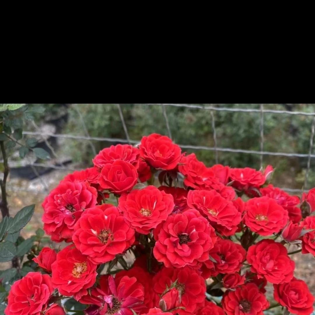 小大哥的花园（嫁接号）