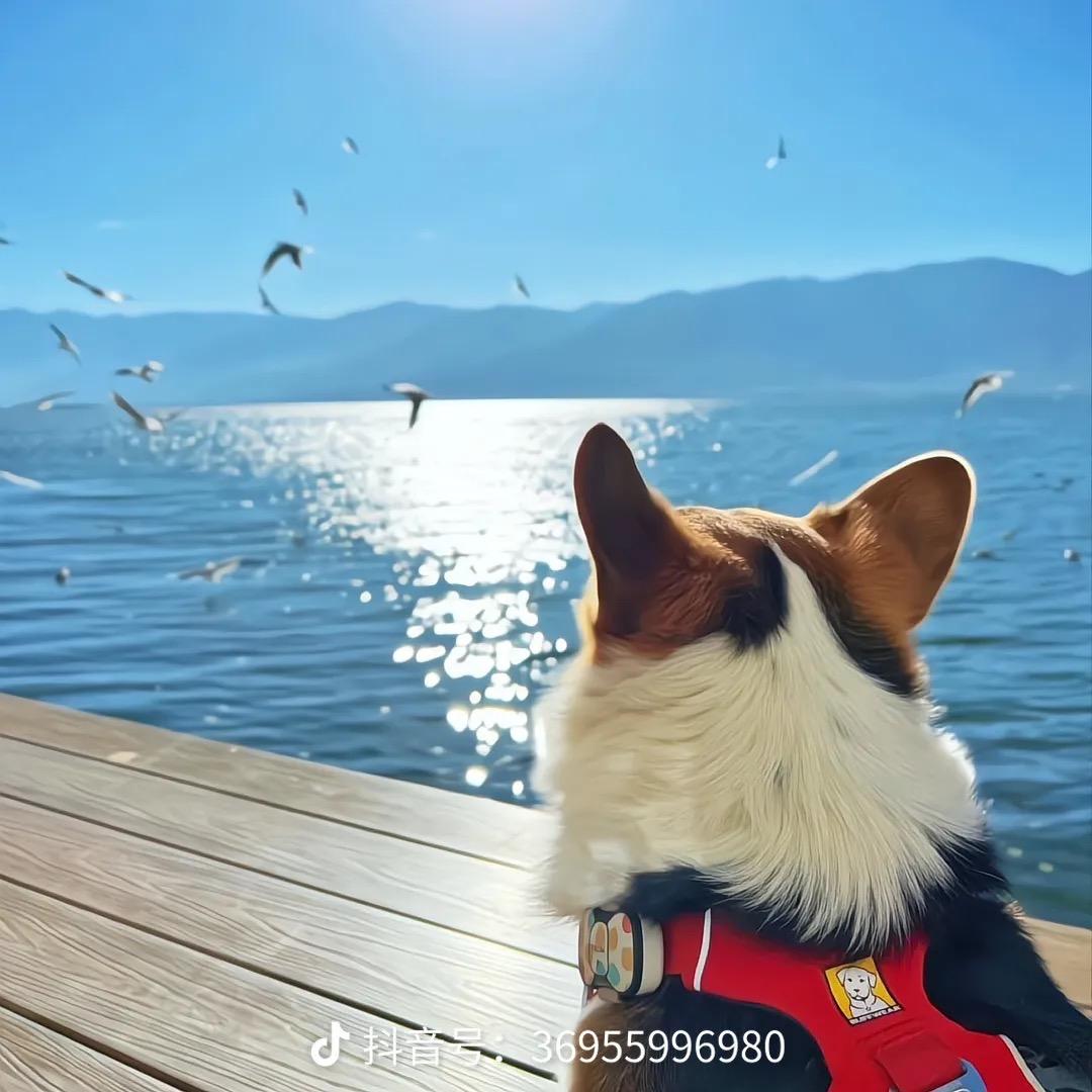 小凤