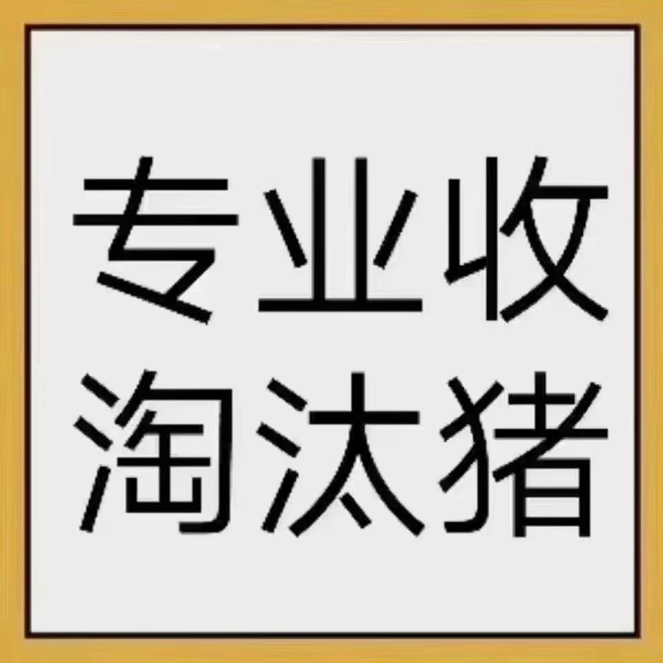 生猪代购♛浩哥