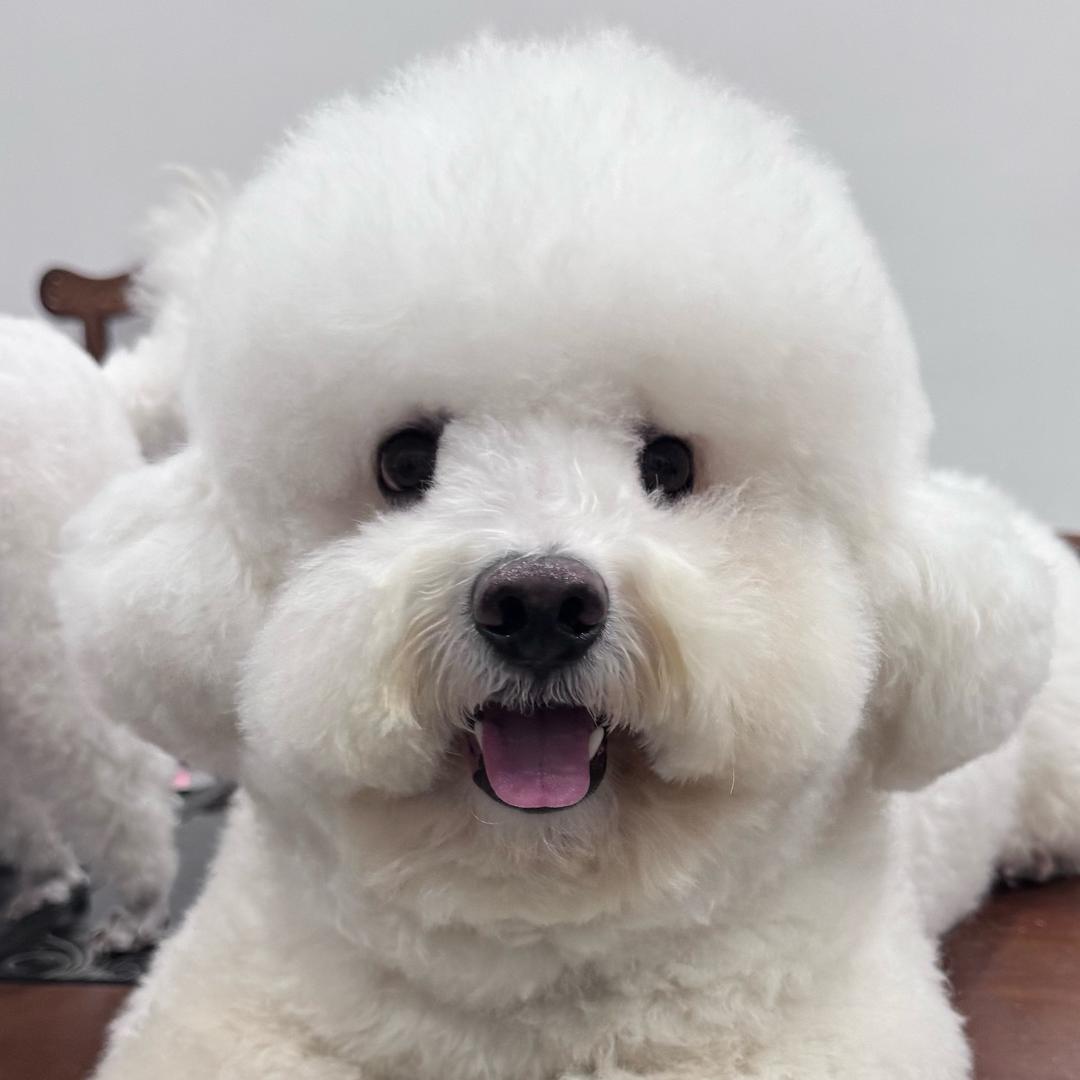 美洋洋.🐑