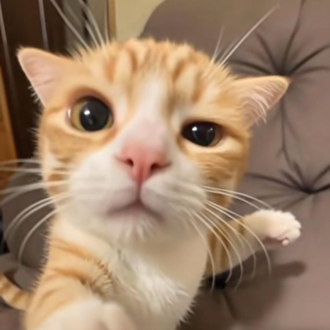 猫猫魔仙堡
