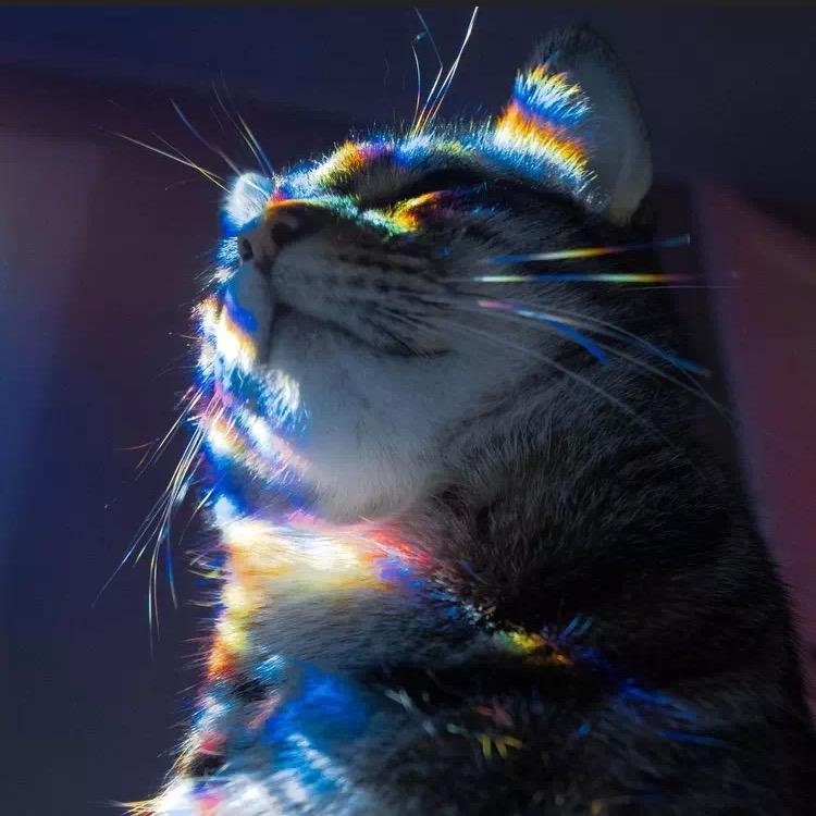 Y.