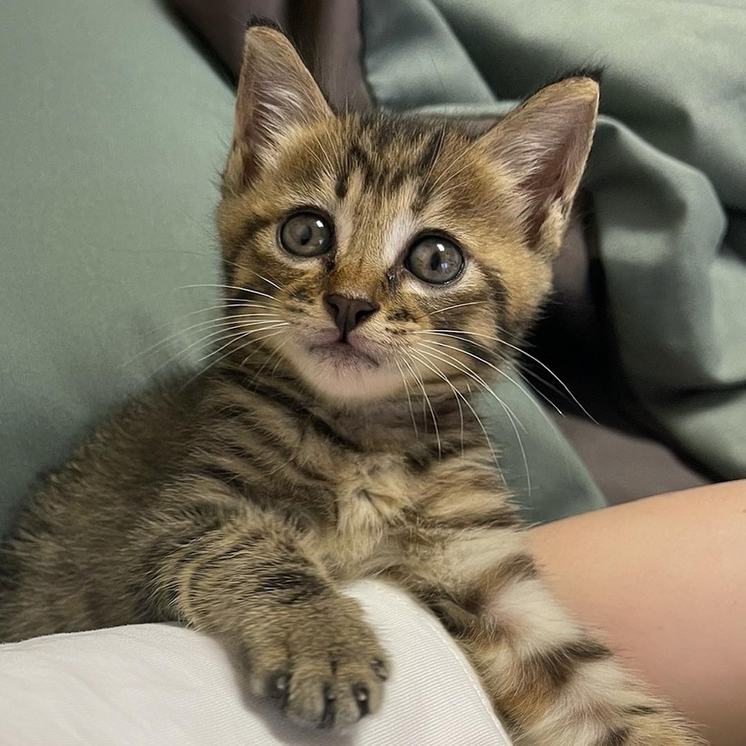 立秋不是流浪猫