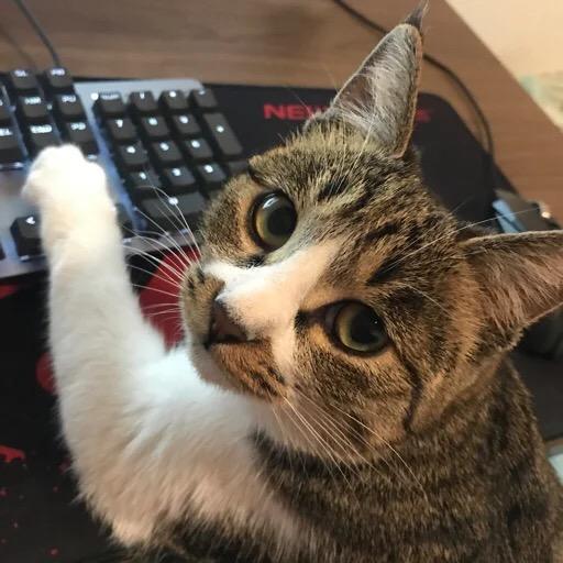 宇宙猫
