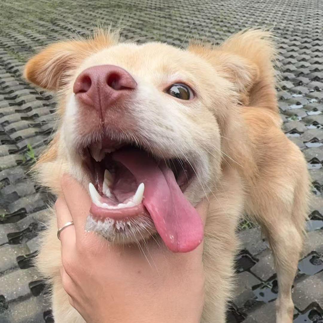 萱少