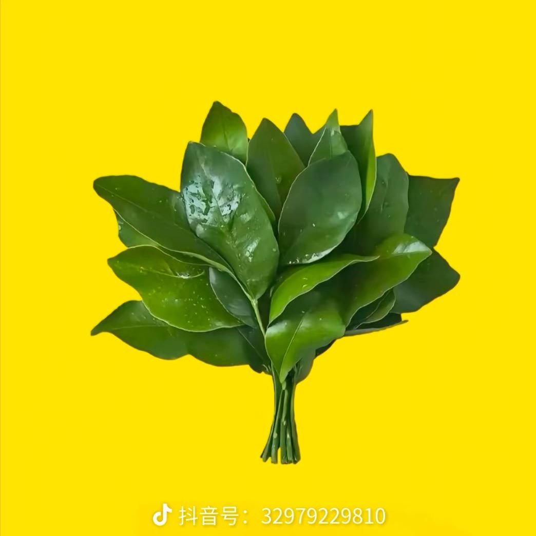 🌬️風一樣🍁