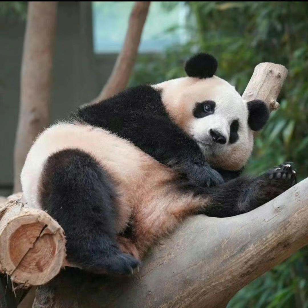 宝姐拍熊猫