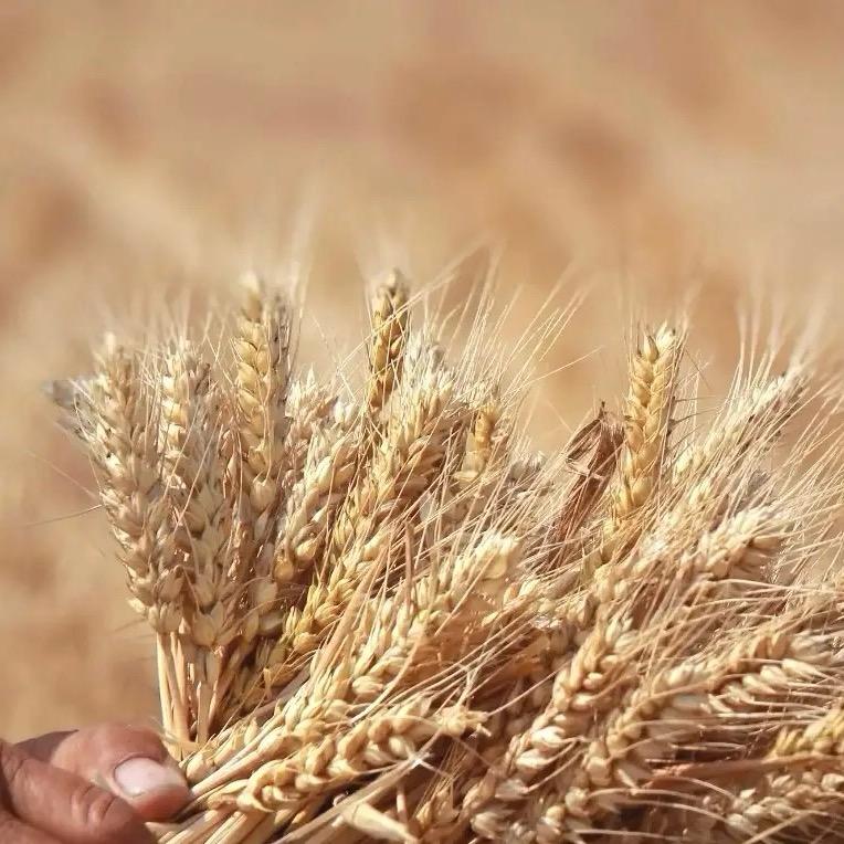 神农佰味（农产品）