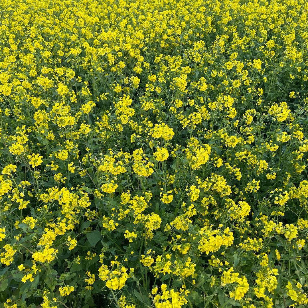 小静悟