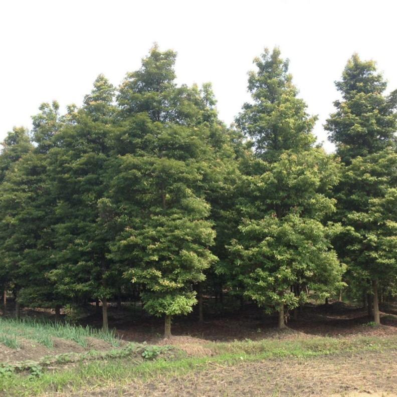 成都楠香园林基地