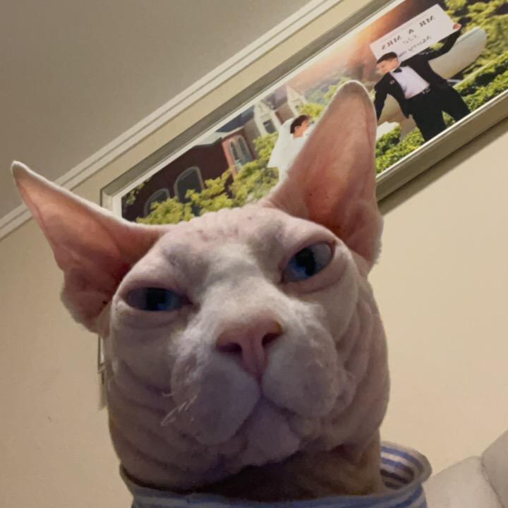 无毛猫二迷糊小朋友🌈
