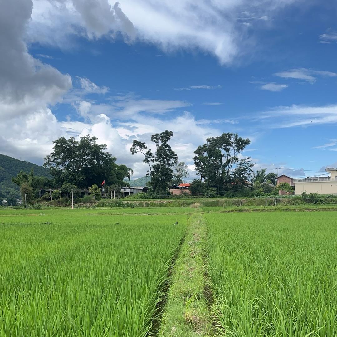 树林(德宏老家特产）