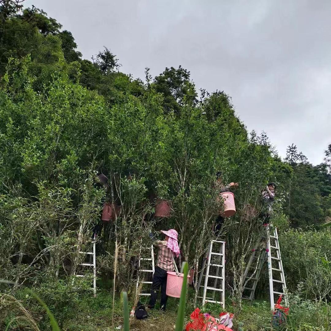 乌岽山的茶农
