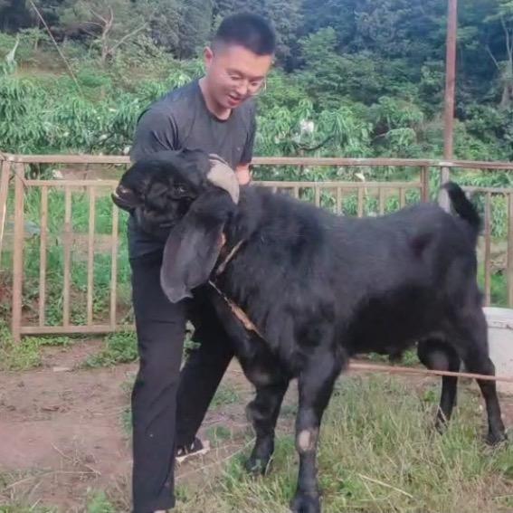 小钟与羊的故事