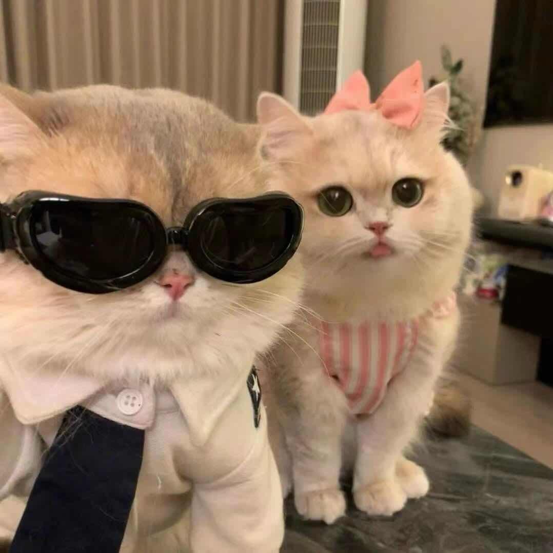 我爱小棉花🌸
