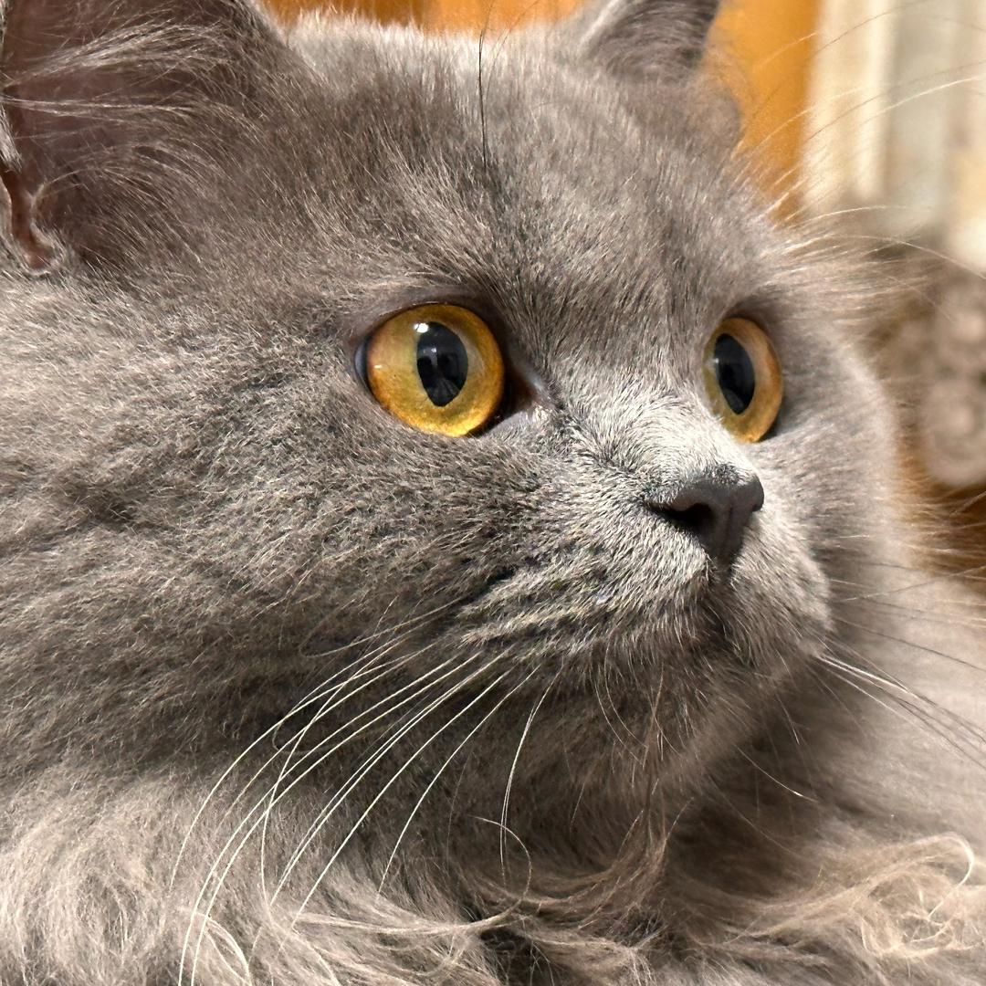 猫二儿🐈