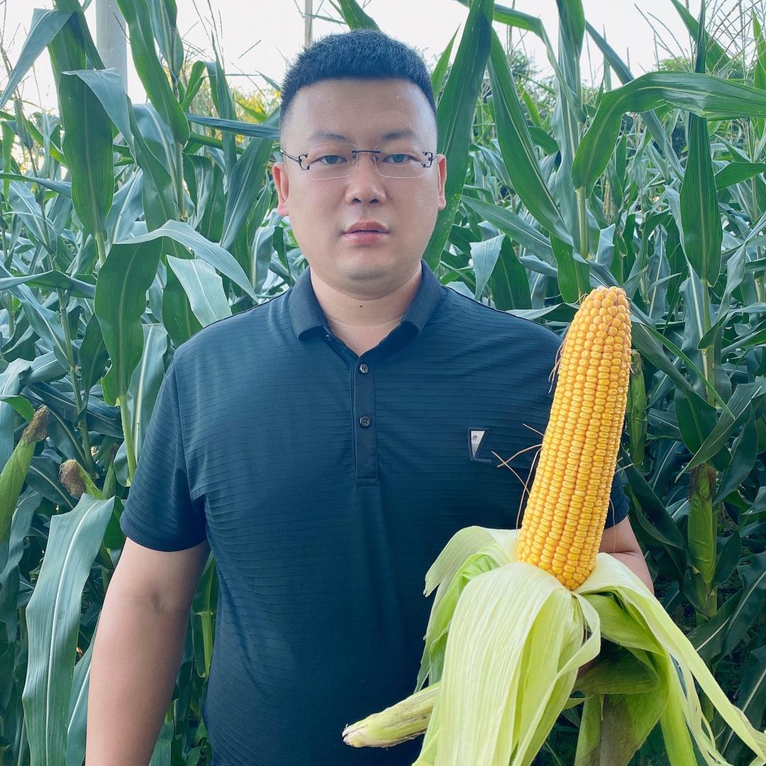 大东种玉米