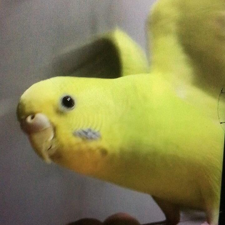 天使的翅膀