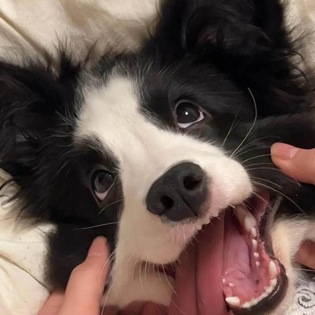 神奇木木叶大王