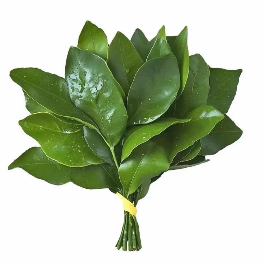 阖衍