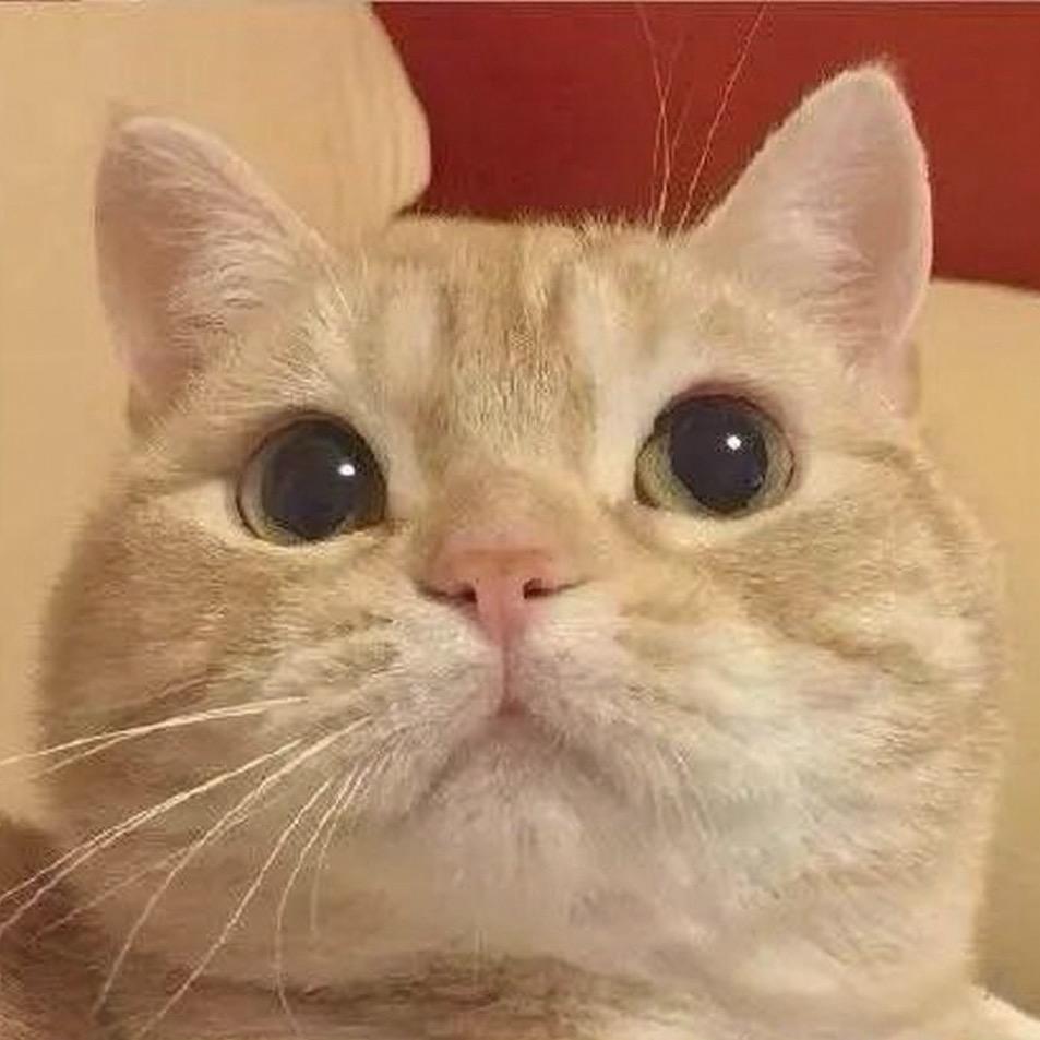 小龙猫砂
