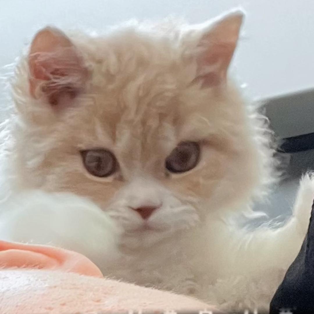 🐠鱼黄大帝lucky&happy