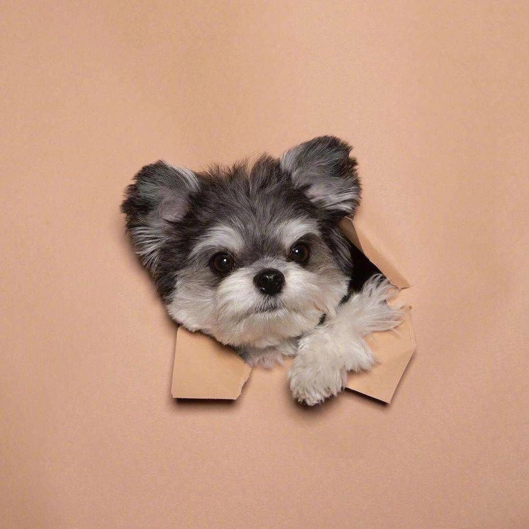 名鹏宠物