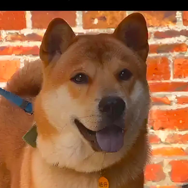 忠伴土猎犬舍