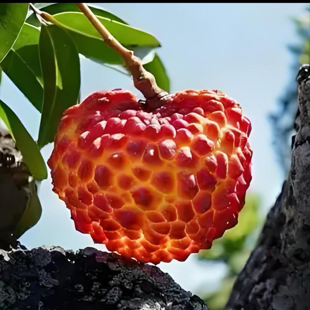 千封纽贝兰果树苗木专卖店