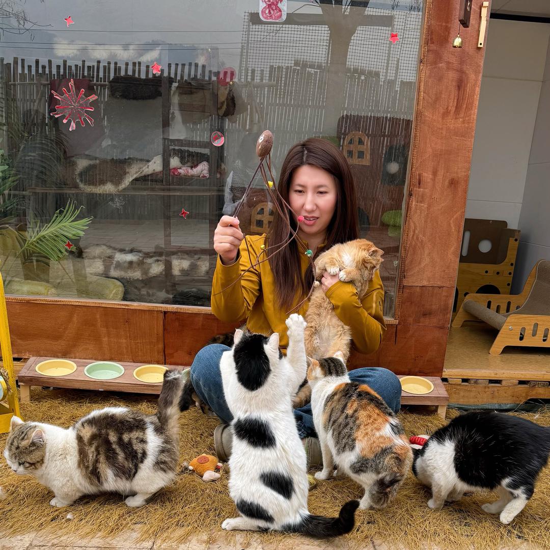 安静的猫咪小院