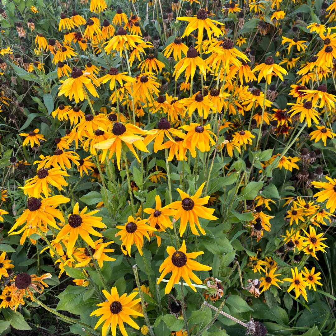 不爱吃香菜的香菜