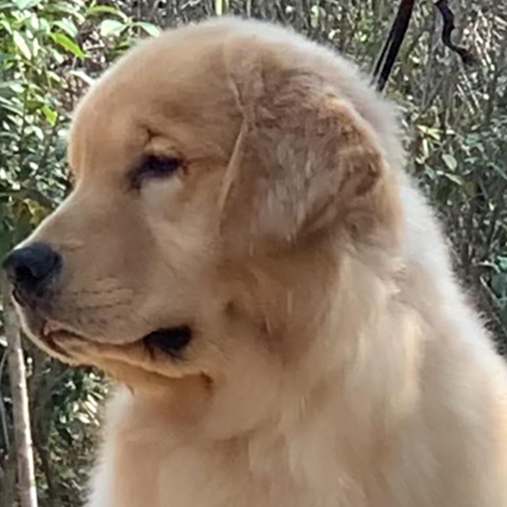 桂林益佳缘金毛犬舍