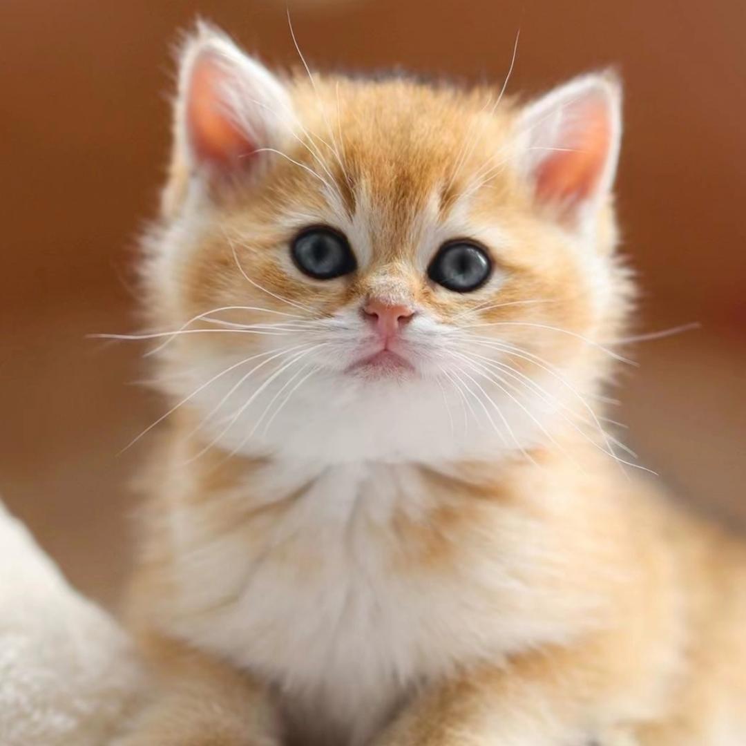 广汽本田青岛瑞驰店-喵喵