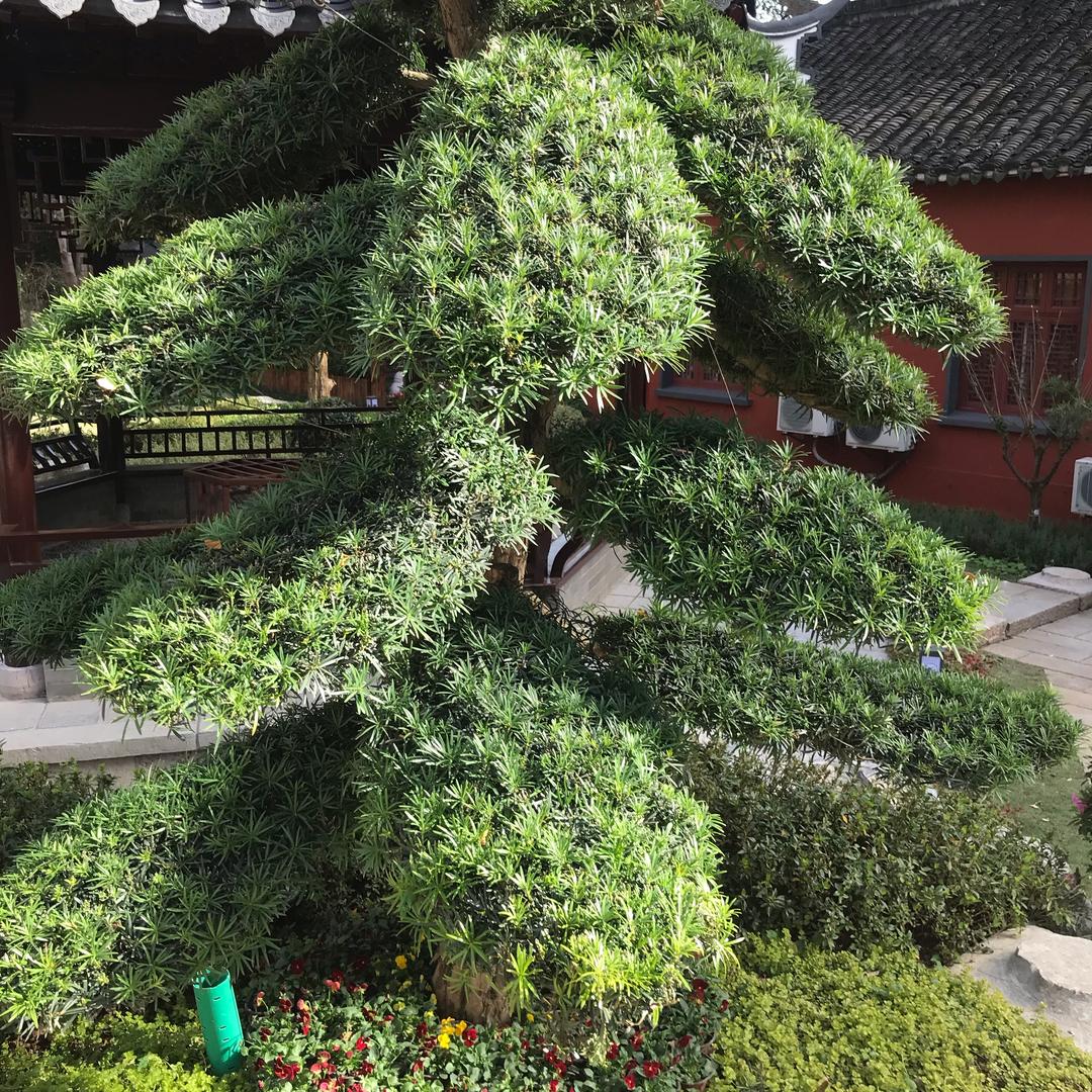 因为所以