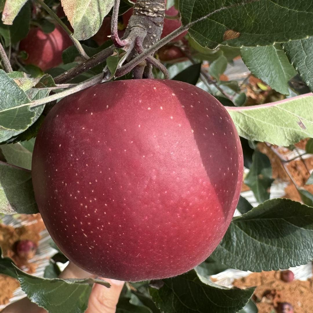 小瞒家果子熟了