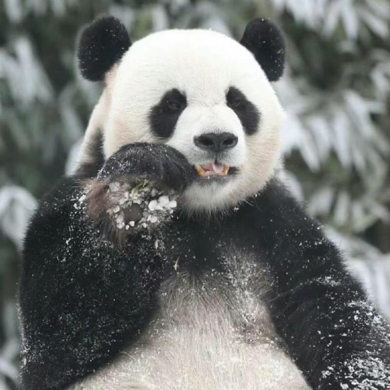 熊猫智慧