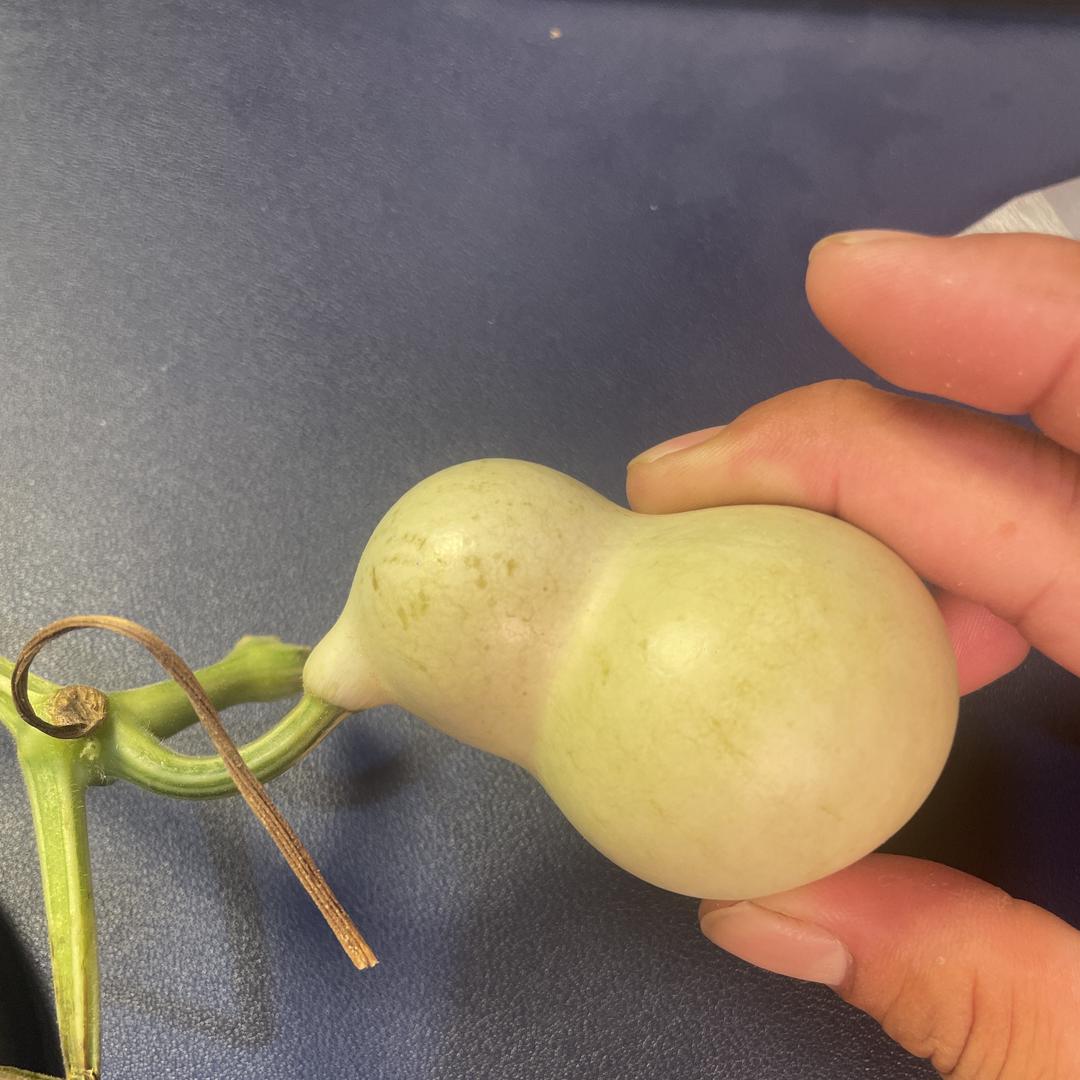 大呲花精品葫芦